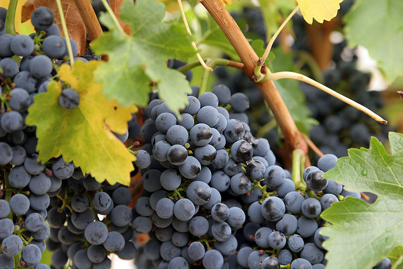 Dégustation de vins Bulgares! | Restaurant Pisanov 6 rue César Franck 75015 Paris